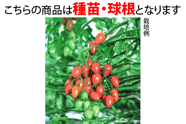 フルーツみたいに甘いミニトマト
