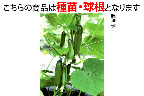 スナック感覚のカクテルミニキュウリ