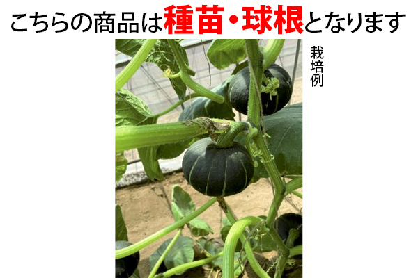 使い切りかぼちゃ　坊ちゃん