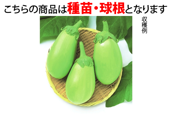 とろ〜りおいしい　白丸なす