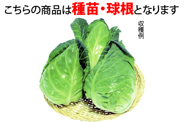 やわらか　たけのこキャベツ