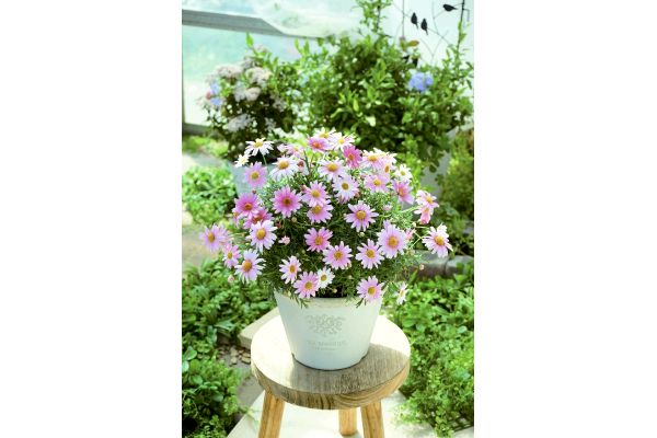 四季咲きマーガレットさくらべーる