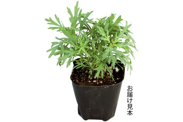 四季咲きマーガレットさくらべーる