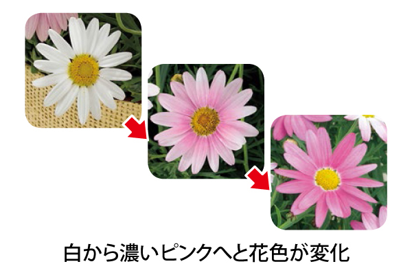 四季咲きマーガレットさくらべーる