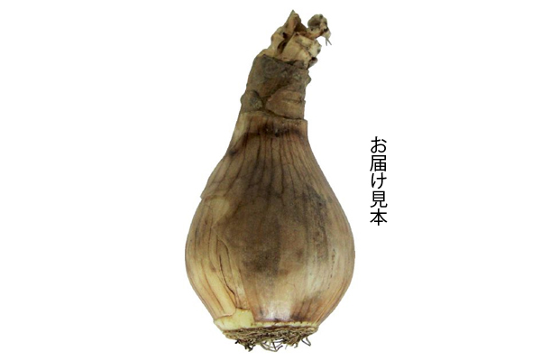 毎年開花ガーデンアマリリス