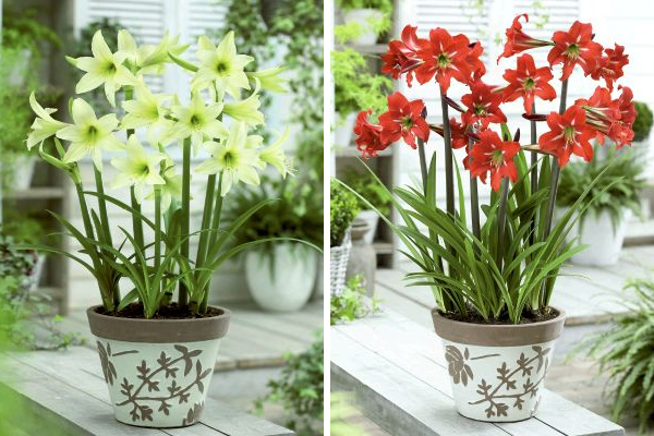 毎年開花ガーデンアマリリス