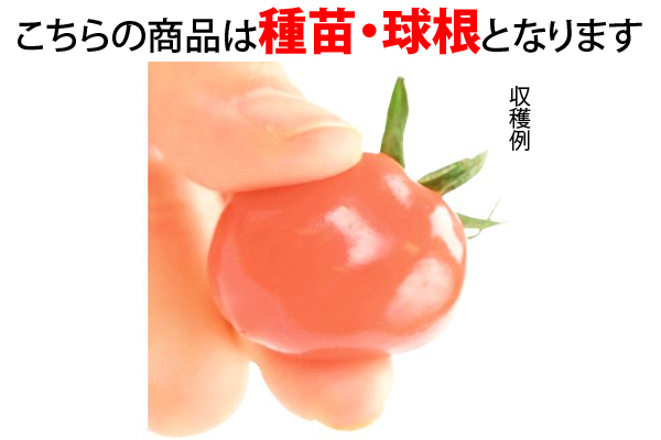 ぷにっちょトマトのタネ（すくすくベッ土付き）