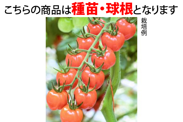 ぷにっちょトマトのタネ（すくすくベッ土付き）