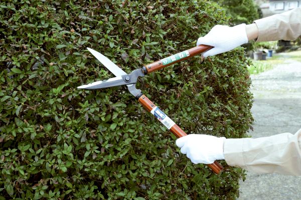【ネット限定】鋼典　調質花生垣刈込鋏　（１５０ｍｍ）
