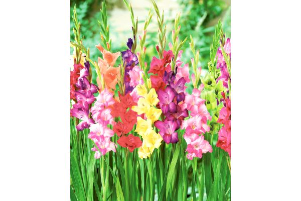お徳用　グラジオラス
