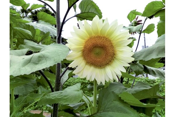 白いひまわり　ホワイトムーン