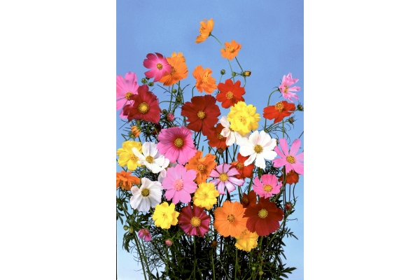お花畑コスモスのタネ　欲張りミックス