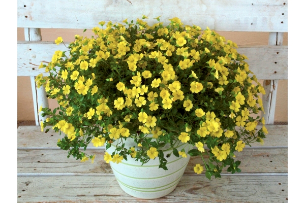 黄花メカルドニア　モンフレール