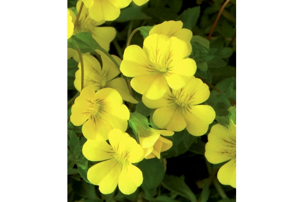 黄花メカルドニア　モンフレール