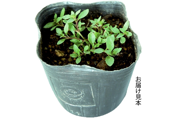 黄花メカルドニア　モンフレール