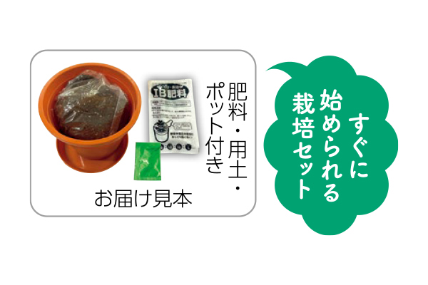 なにかと便利な青しそ　栽培セット