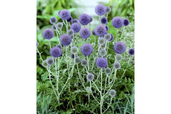 エキノプス　プラチナムブルー