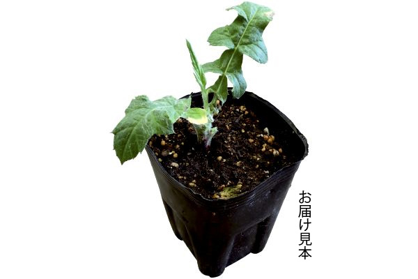 エキノプス　プラチナムブルー