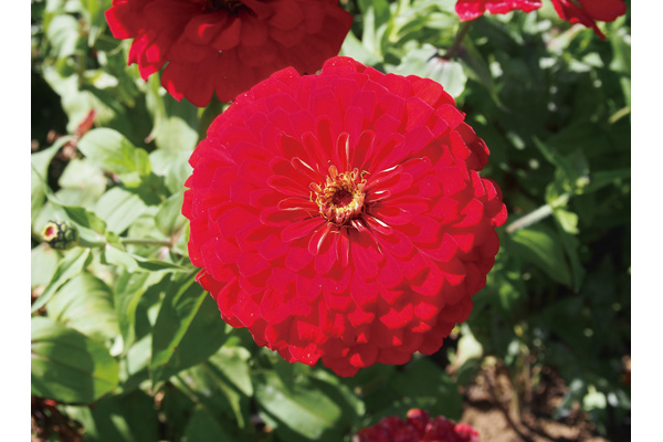 お花畑　百日草　ダリア咲き大輪混合