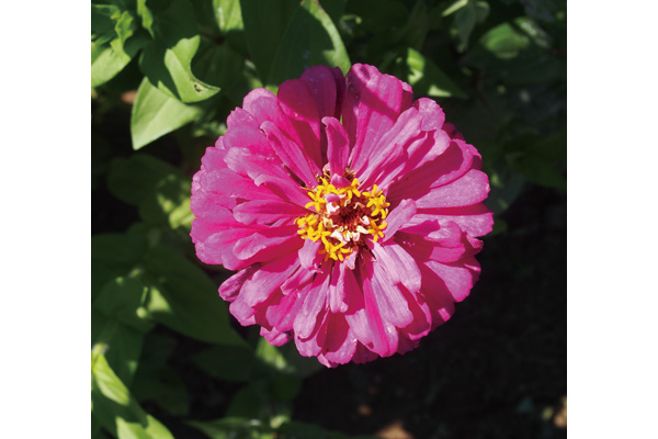 お花畑　百日草　ダリア咲き大輪混合