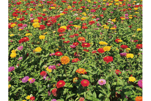 お花畑　百日草　ダリア咲き大輪混合