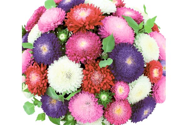 ポンポン咲きアスターあずみ混合