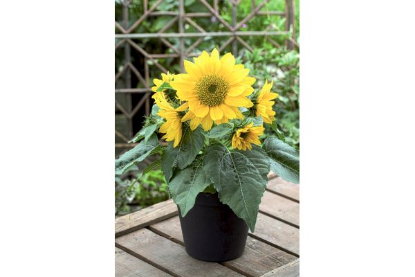 ミニヒマワリ　フレッシュスマイル