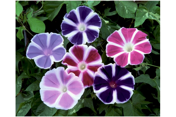 星咲き大輪朝顔