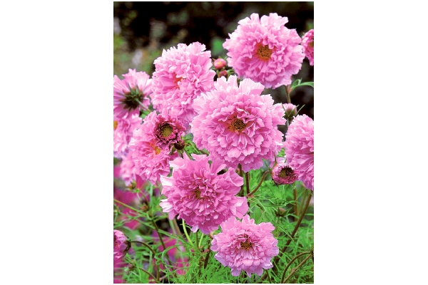 八重咲きコスモス　ローズボンボン