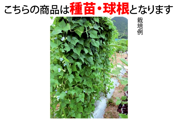 緑のカーテンにも！栄養たっぷり！シカク豆