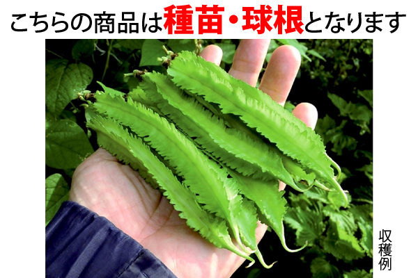 緑のカーテンにも！栄養たっぷり！シカク豆