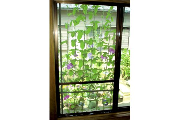 緑のカーテン立掛けタイプ