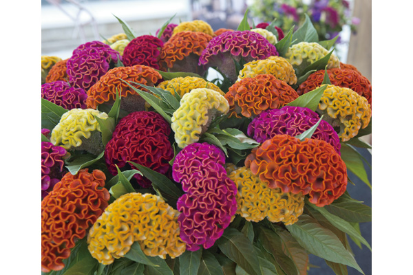 久留米けいとう　切り花用ミックス