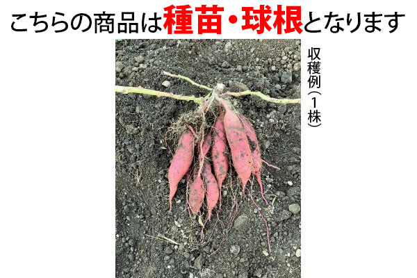 プランターでもさつまいも　紅はるか