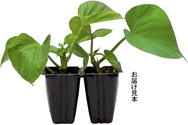 プランターでもさつまいも　紅はるか