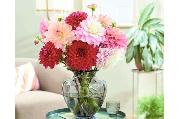 切り花向き　ダリア