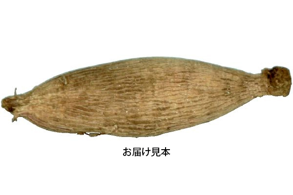 切り花向き　ダリア