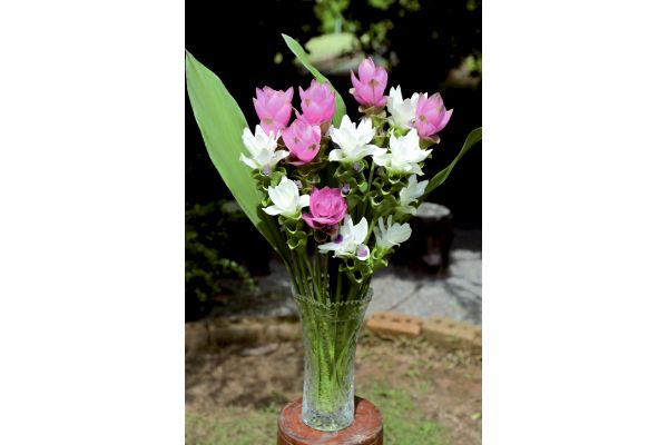 切り花向き　クルクマ