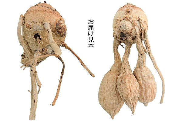 切り花向き　クルクマ