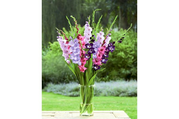 切り花向き　クールカラーグラジオラス