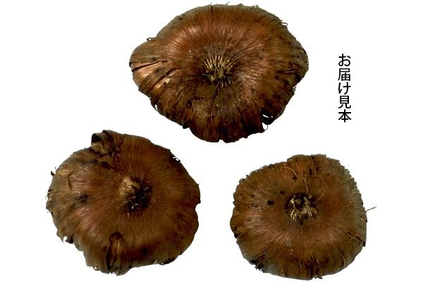 切り花向き　クールカラーグラジオラス