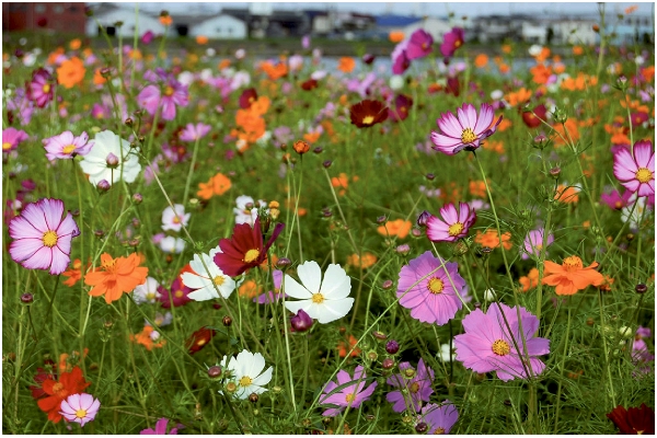 ず〜っと咲いてるコスモス　パレード