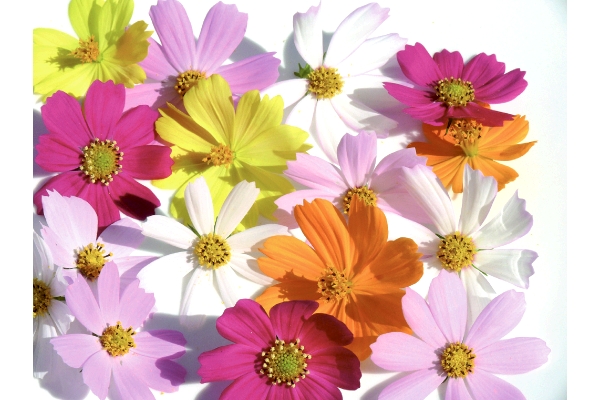 ず〜っと咲いてるコスモス　パレード