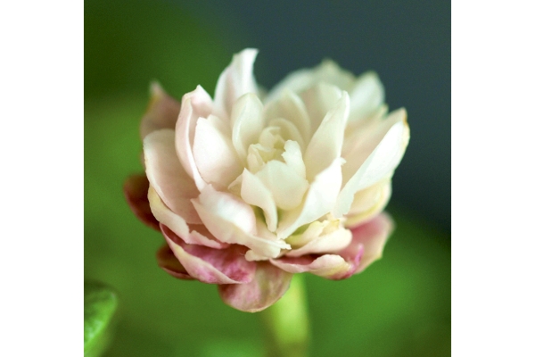 バラ咲き香りジャスミン