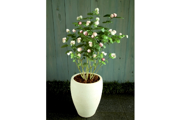 バラ咲き香りジャスミン