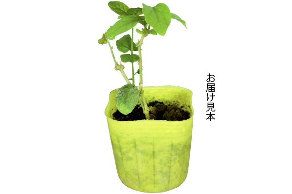 バラ咲き香りジャスミン