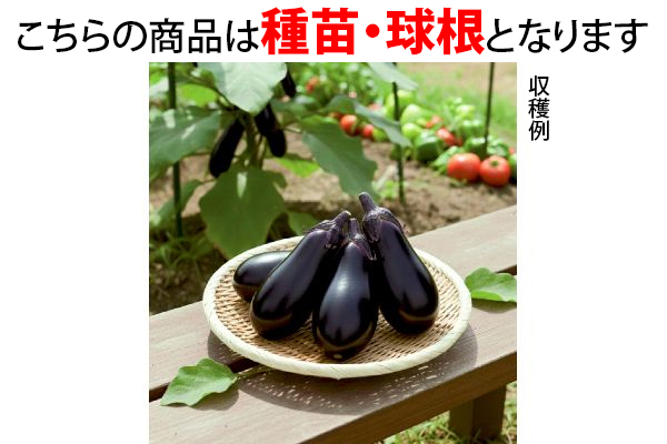 とげなし千両二号　育苗らくらくセット