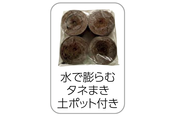 とげなし千両二号　育苗らくらくセット