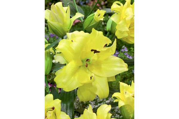 スピード開花　八重ゆり　イエロー