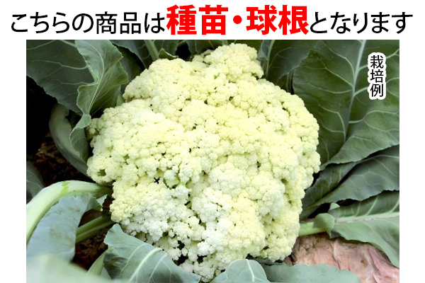スティックカリフラワー　カリフローレ